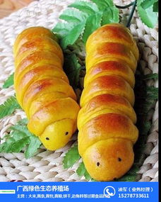 綠色生態(tài)養(yǎng)殖與過期面條回收 橫瀝鎮(zhèn)食品經(jīng)營的循環(huán)經(jīng)濟新探索